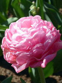 Tulip Amazing Grace