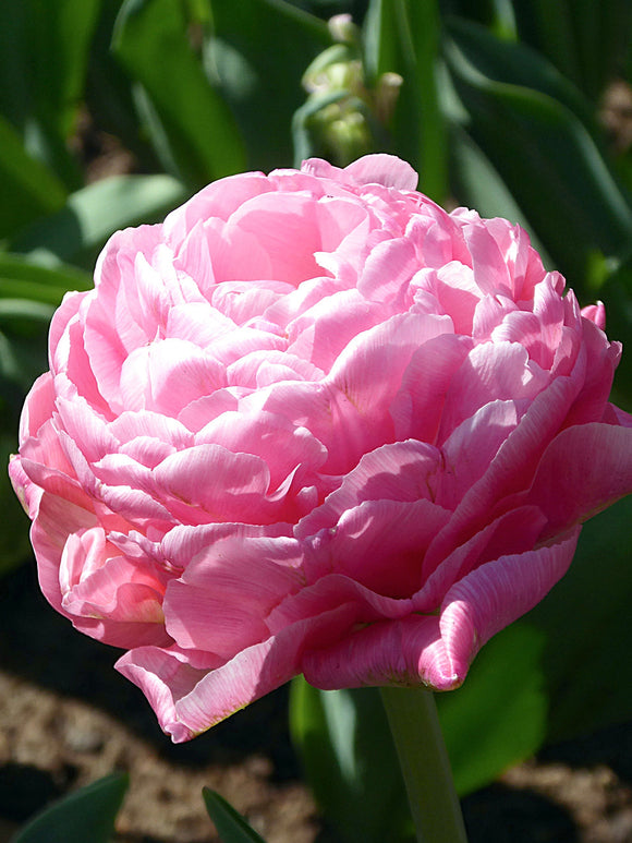 Peony Tulip Pink Amazing Grace
