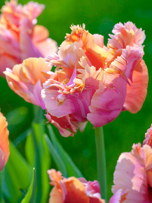 Tulip Bulbs Amazing Parrot DutchGrown™ UK