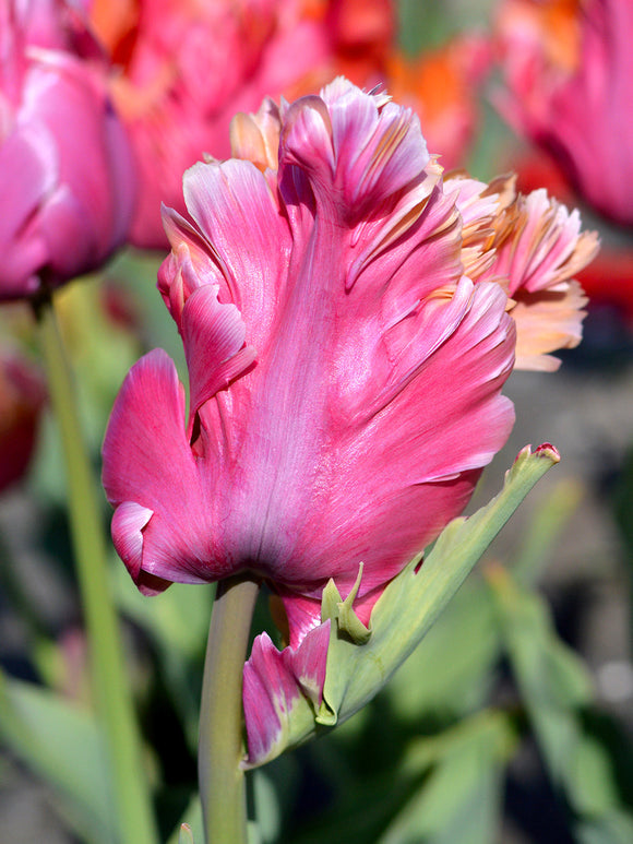 Tulip Bulbs Amazing Parrot DutchGrown™ UK