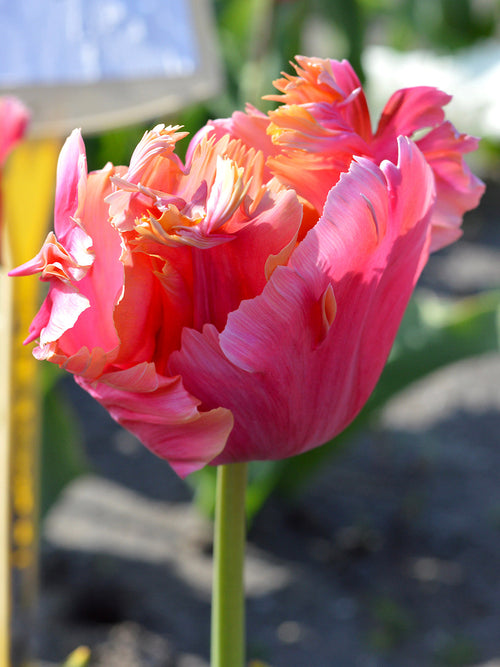 Tulip Bulbs Amazing Parrot DutchGrown™ UK