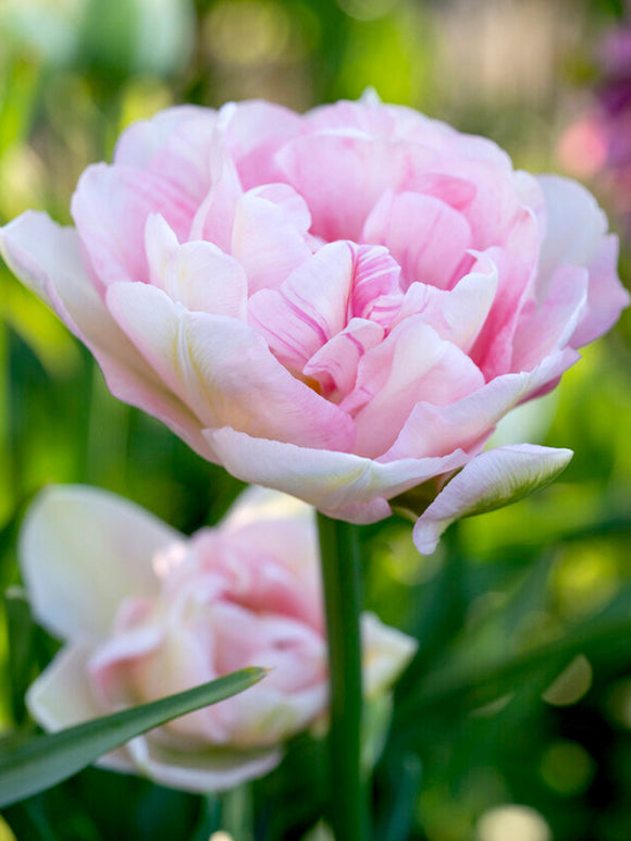 Order Angelique Tulip Flower Bulbs