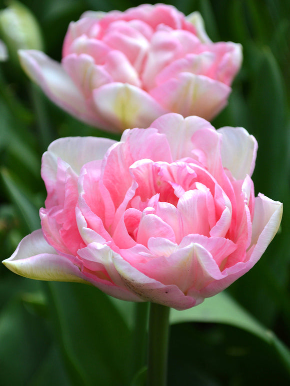 Angelique Tulip Bulbs from Holland to the UK