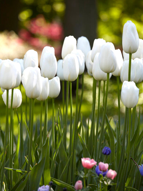 Tulip Flower Bulbs Angels Wish