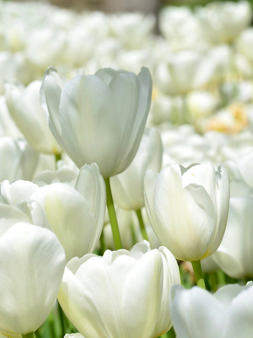 Buy Tulip Bulbs Angels Wish from Holland