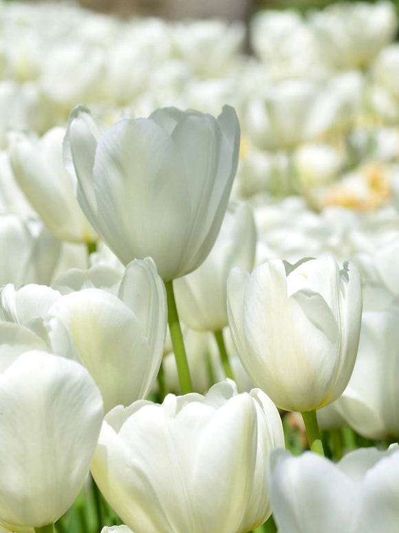 Buy Tulip Bulbs Angels Wish from Holland