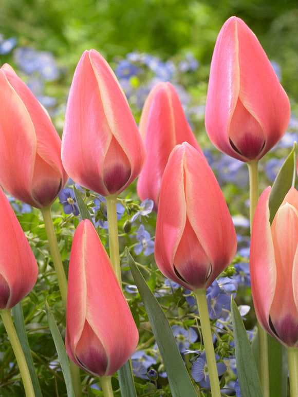 Tulip Annika soft pink species bloom