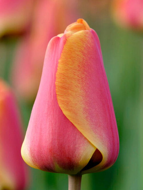 Apeldoorn Elite Tulip Bulbs from Holland - UK Shipping