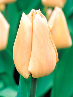 Tulip Apricot Giant®