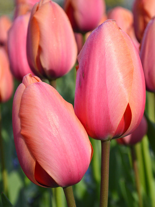 Tulip Bulbs Apricot Impression