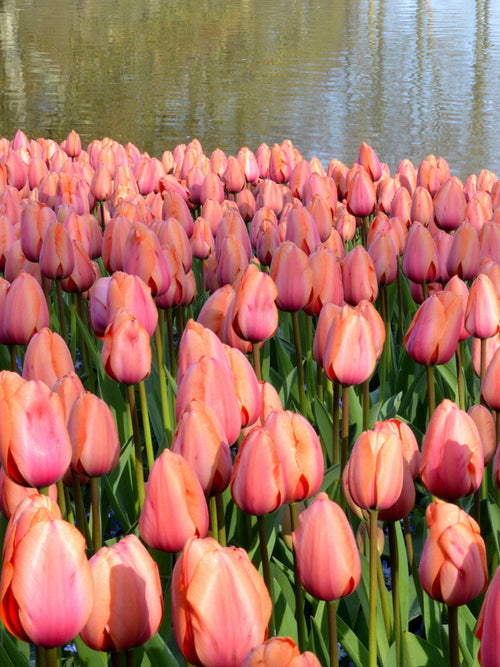 Buy Apricot Impression Tulip Bulbs with delivery in the UK