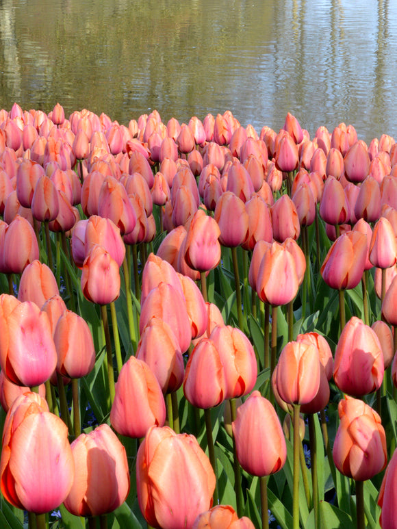 Buy Apricot Impression Tulip Bulbs with delivery in the UK