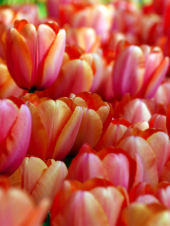 Tulip Apricot Impression Bulbs UK
