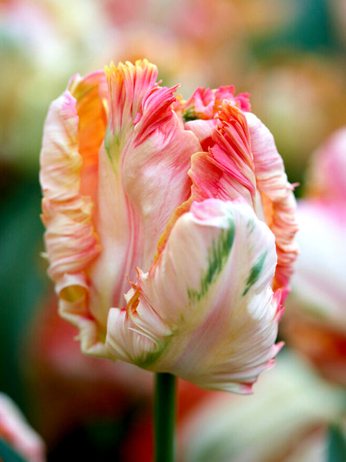 Apricot Parrot Tulip Bulbs UK Shipping