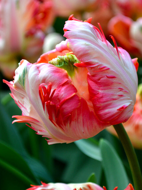 Tulip Apricot Parrot Bulbs UK delivery