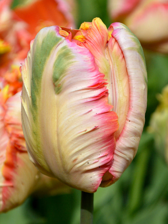 Buy Apricot Parrot Tulip Bulbs