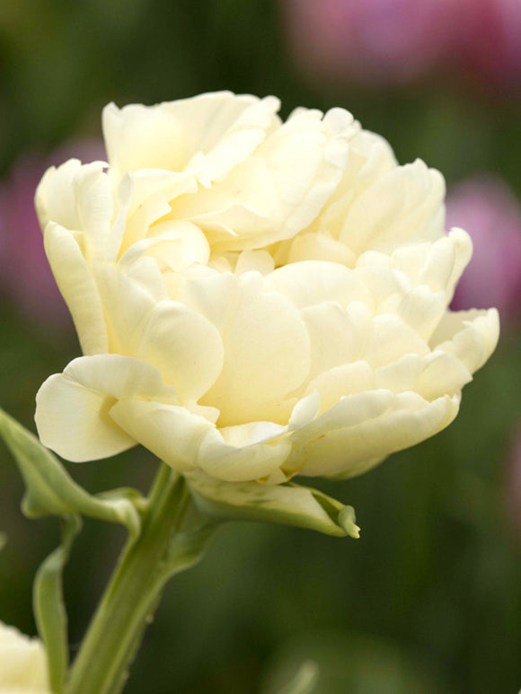 Tulip Avant Garde UK shipping