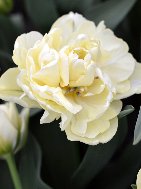 Tulip Bulbs Avant Garde - Double Cream Flowers