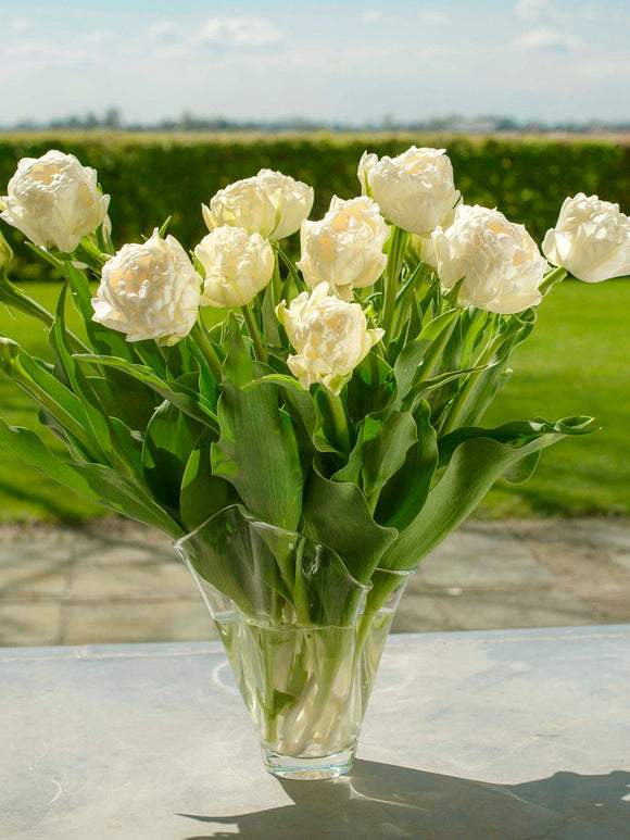 Tulip bulbs - Avant Garde - Cream petals - Doubles