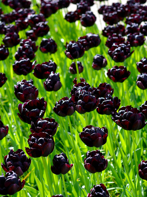 Black Tulips from Holland