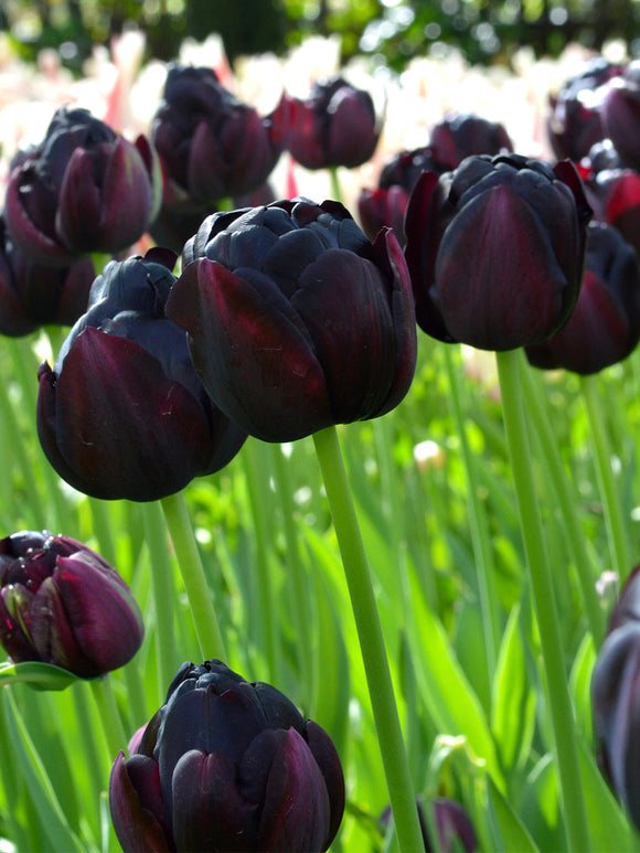 Black Hero Tulip Bulbs UK shipping