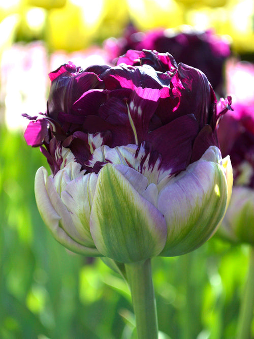 Tulip flower bulbs wow bulbs