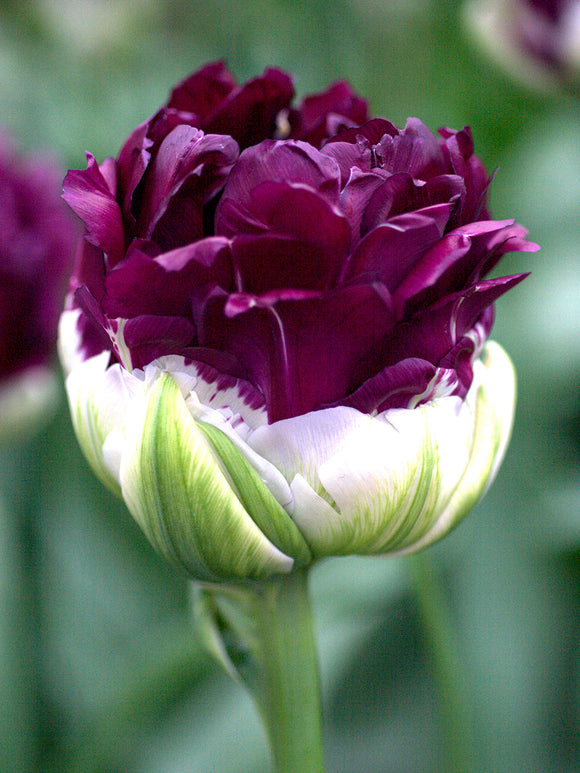 Tulip bulbs Wow