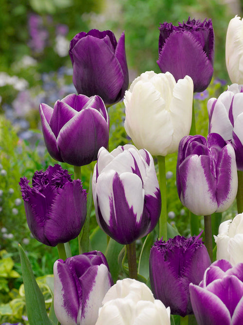 Tulip Blueberry Snow Collection - Mixed Tulip Bulbs for delivery in Europe