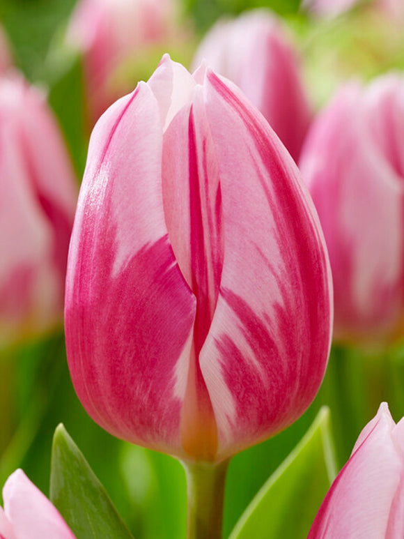 Buy Tulip Bojangles 