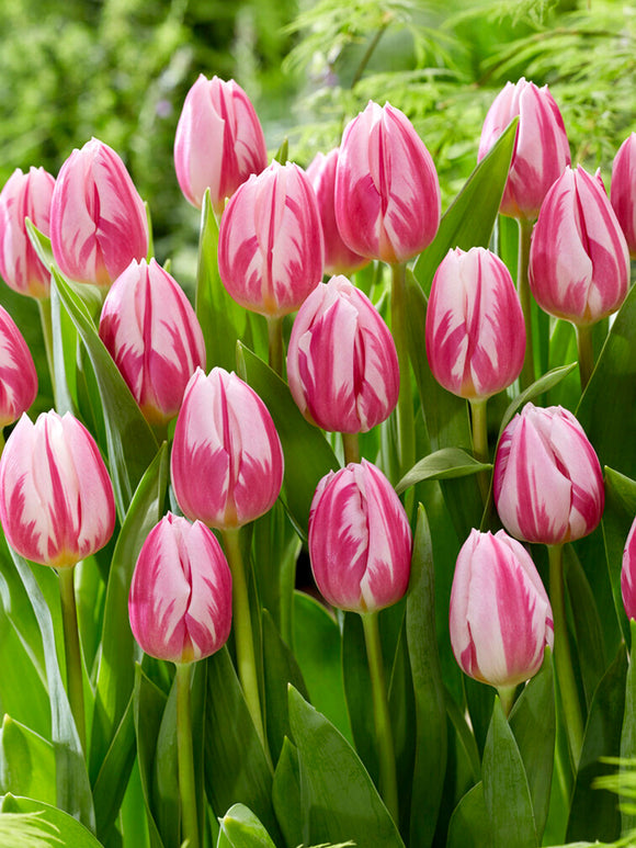 Tulip Bojangles - DutchGrown