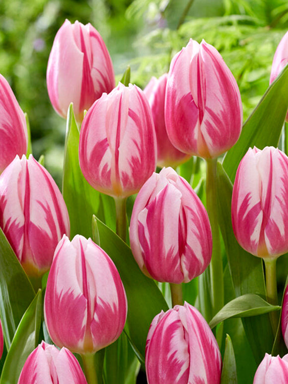 Tulip Bojangles Flower bulbs