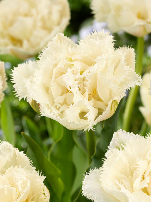 Tulip Boot Camp