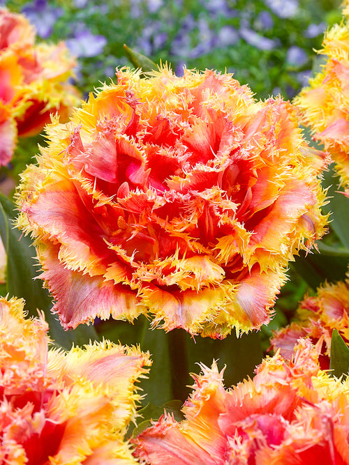 Fringed Double Tulip Bulbs Brisbane