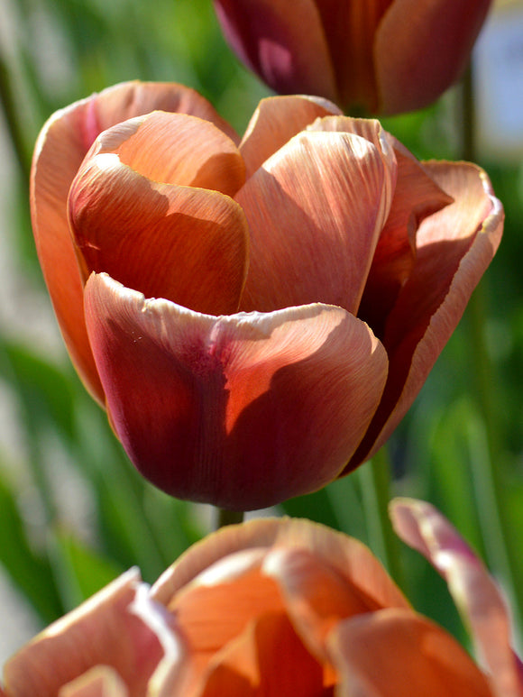 Tulip Bulbs Brown Sugar