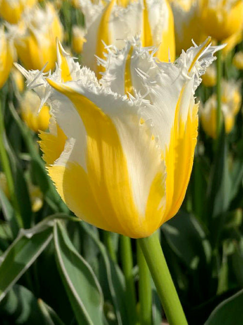 Tulip Burning Flame Bulbs