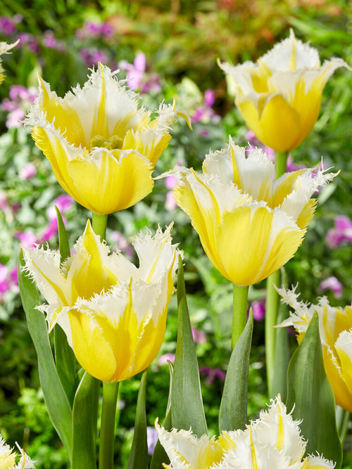 Tulip Burning Flame Bulbs