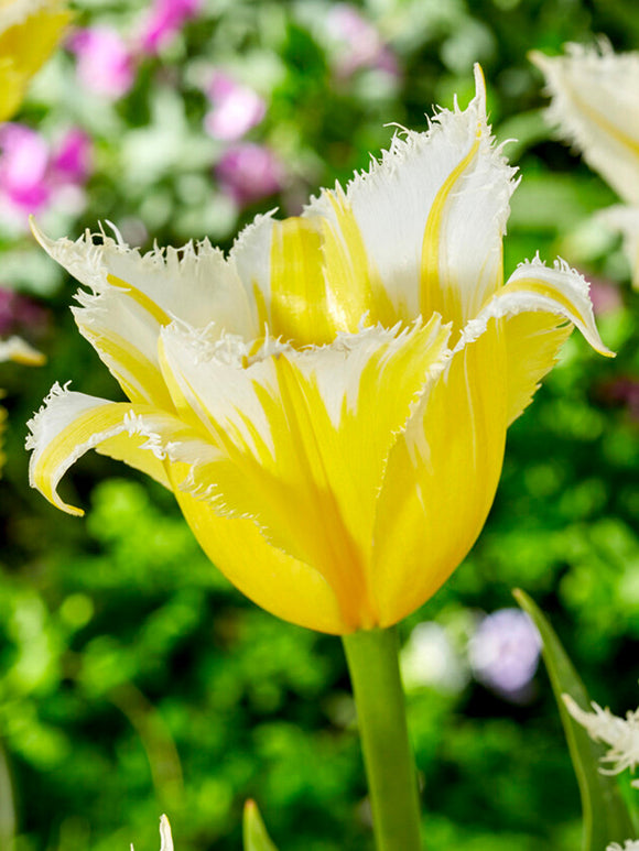 Tulip Burning Flame Bulbs