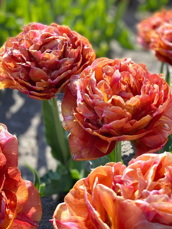 Caramel-coloured double tulip in bloom