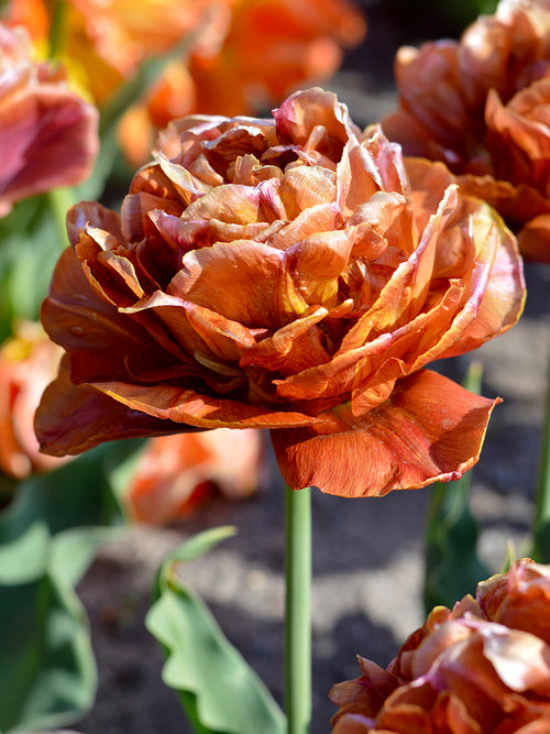 Tulip Caramel peony-style flower close-up