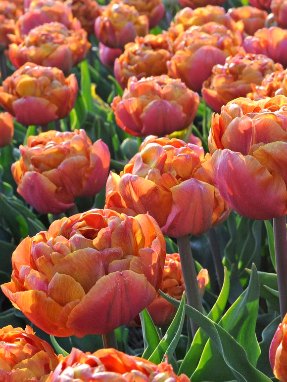 Warm orange and caramel tulip petals