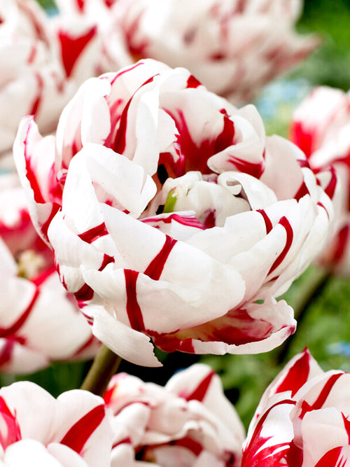 Tulip Carnival de Nice Bulbs UK Shipping