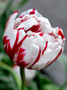 Tulip Carnival de Nice