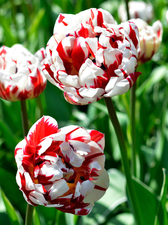 Tulip carnival de nice Flower Bulbs