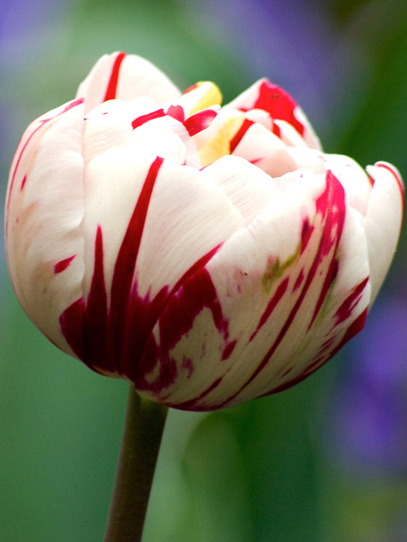 Tulip Bulbs Carnival de Nice