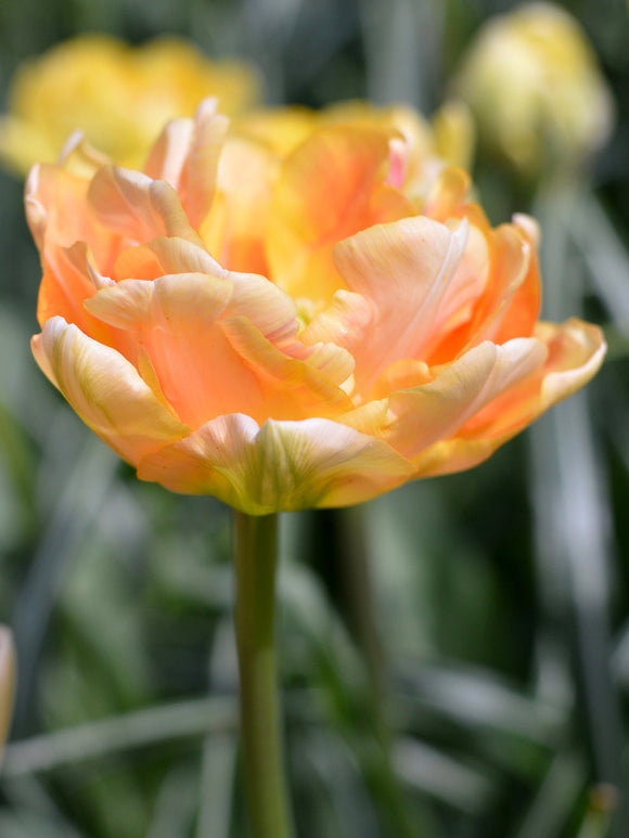 Tulip Bulbs Charming Beauty