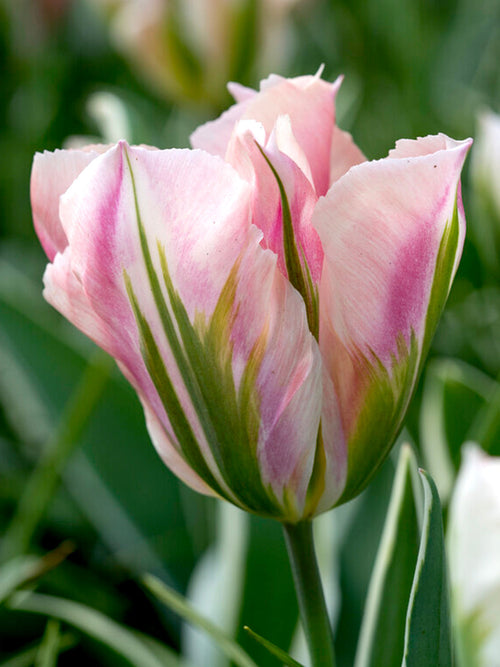 Tulip Bulbs China Town