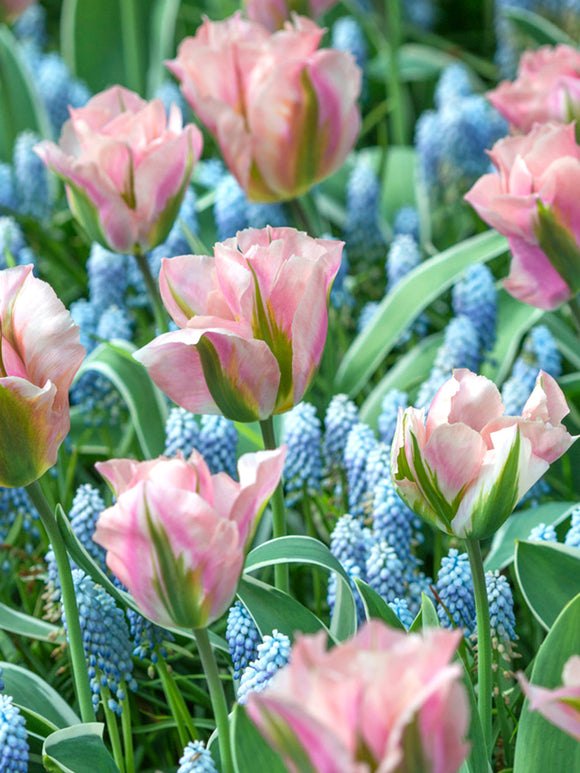 Tulip Bulbs China Town