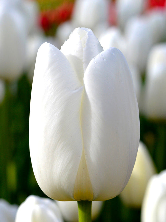 Tulip Clearwater bulbs