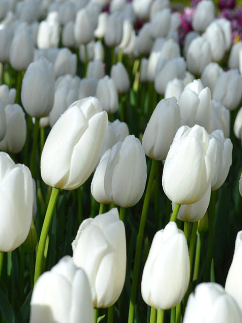 Tulip Clearwater - White tulip bulbs