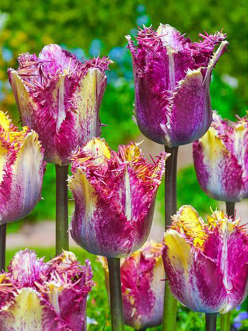 Buy Tulip Colour Fusion Bulbs